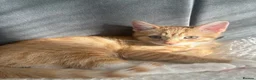 Mixed Breed cats for sale: Male Ginger Kitten - Advert 2