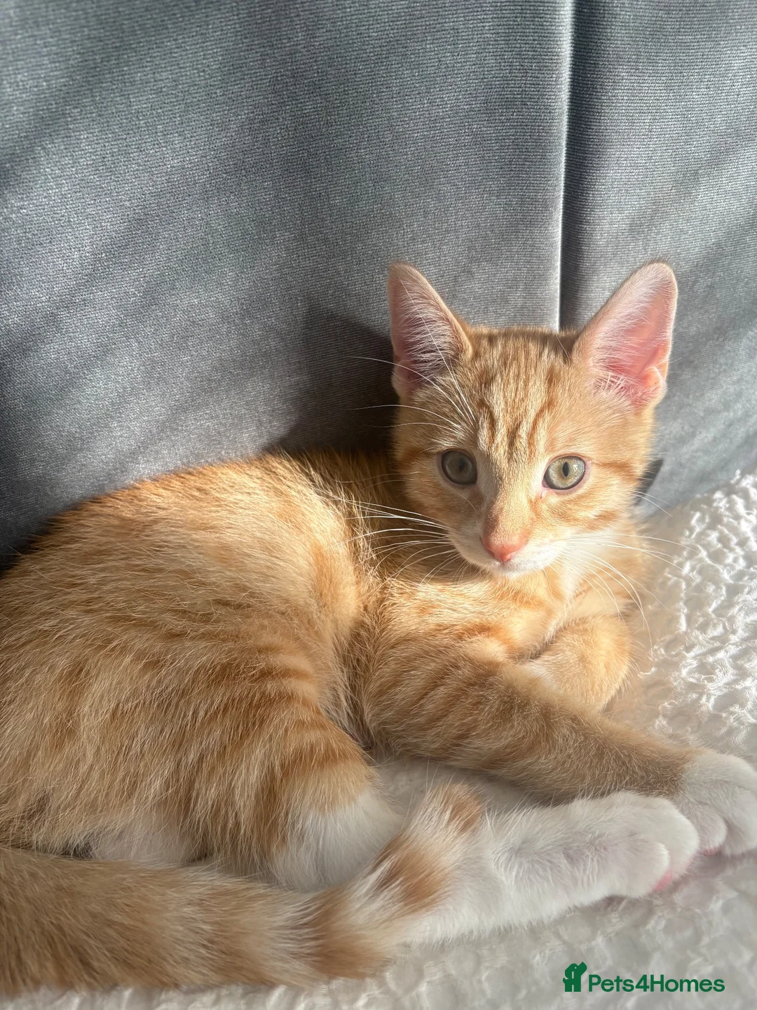 Mixed Breed cats for sale: Male Ginger Kitten - Advert 2