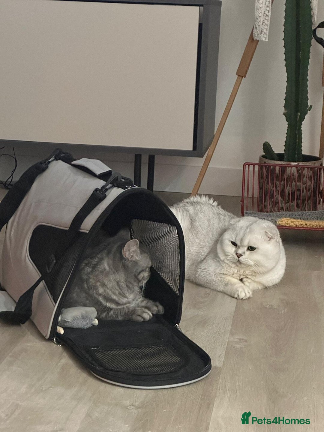 Scottish Fold cats for stud: Prada Stud ready for duties  - Advert 3