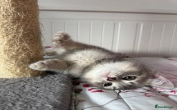 British Shorthair cats for sale: 5 Adorable British Shorthair Kittens - Image 14