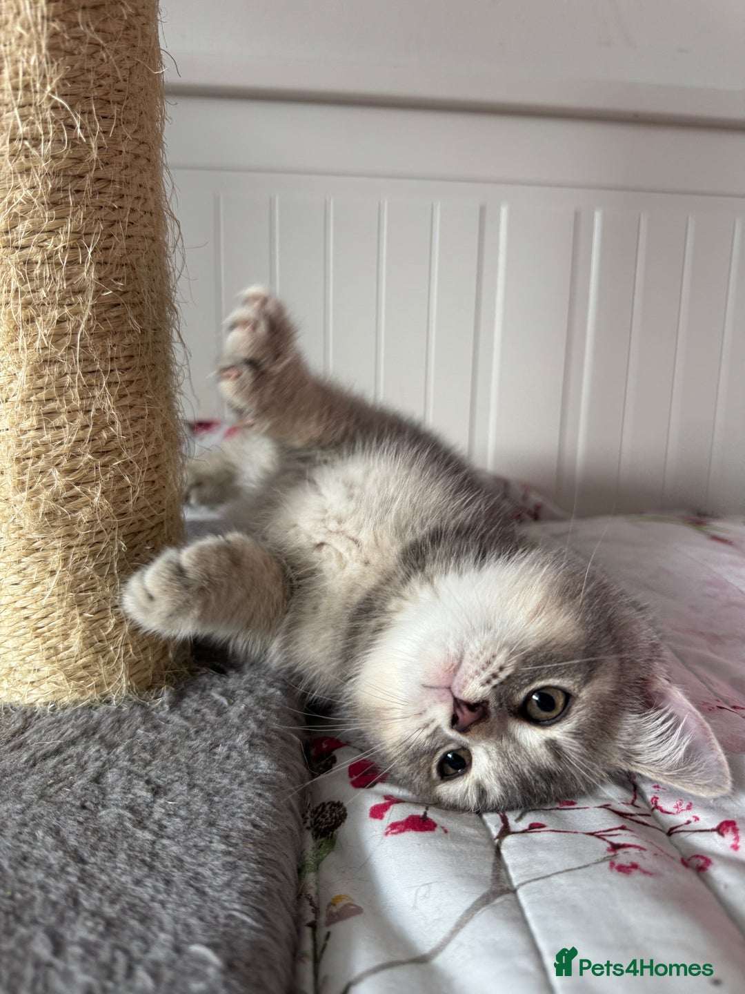 British Shorthair cats for sale: 5 Adorable British Shorthair Kittens - Image 14