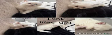 Ragdoll 4