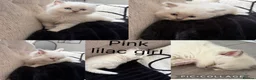 Ragdoll cats for sale: Stunning ragdoll kittens - Advert 2