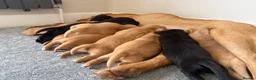 Labrador Retriever dogs for sale: Labrador puppies  - Advert 4