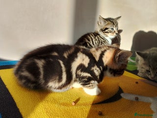 British Longhair cats Fluffy BLH Kittens Looking for Loving Homes - Advert 1