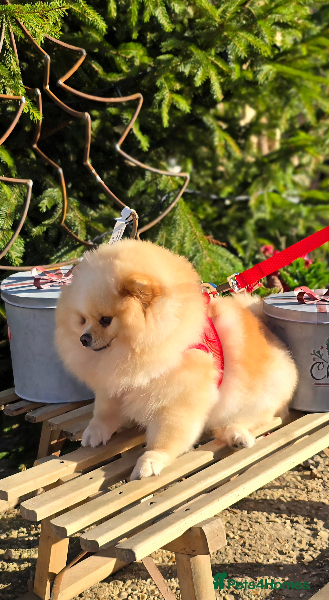 Pomeranian dogs for sale: Stunning Pomeranian puppies  - Advert 1