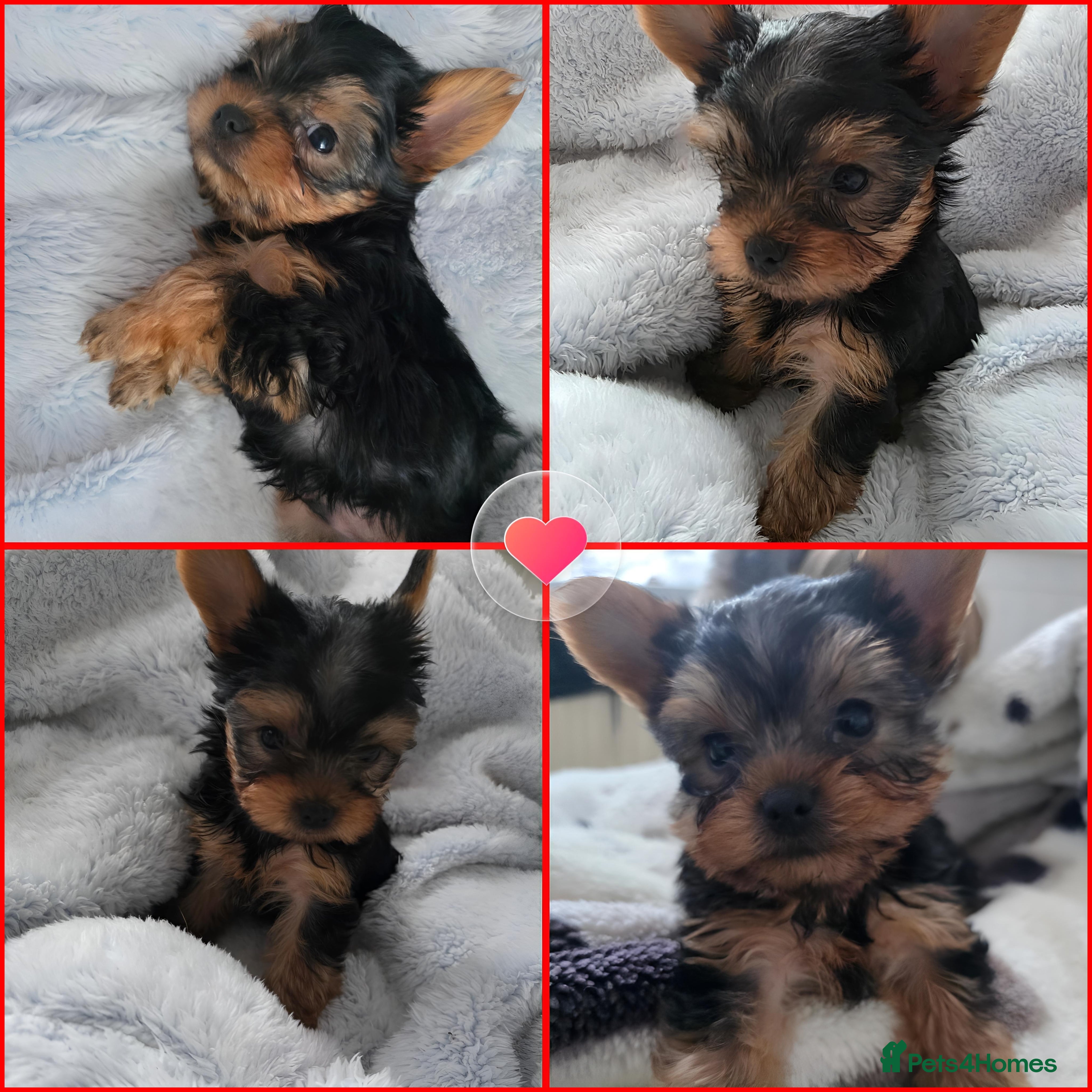 Yorkshire Terrier dogs Yorkshire terrier🐶KC.reg 5 gen.Pedigree 🏆💕 - Advert 5