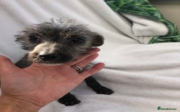 Mixed Breed dogs for sale: Bedlington terrier pups X poodle  - Image 6