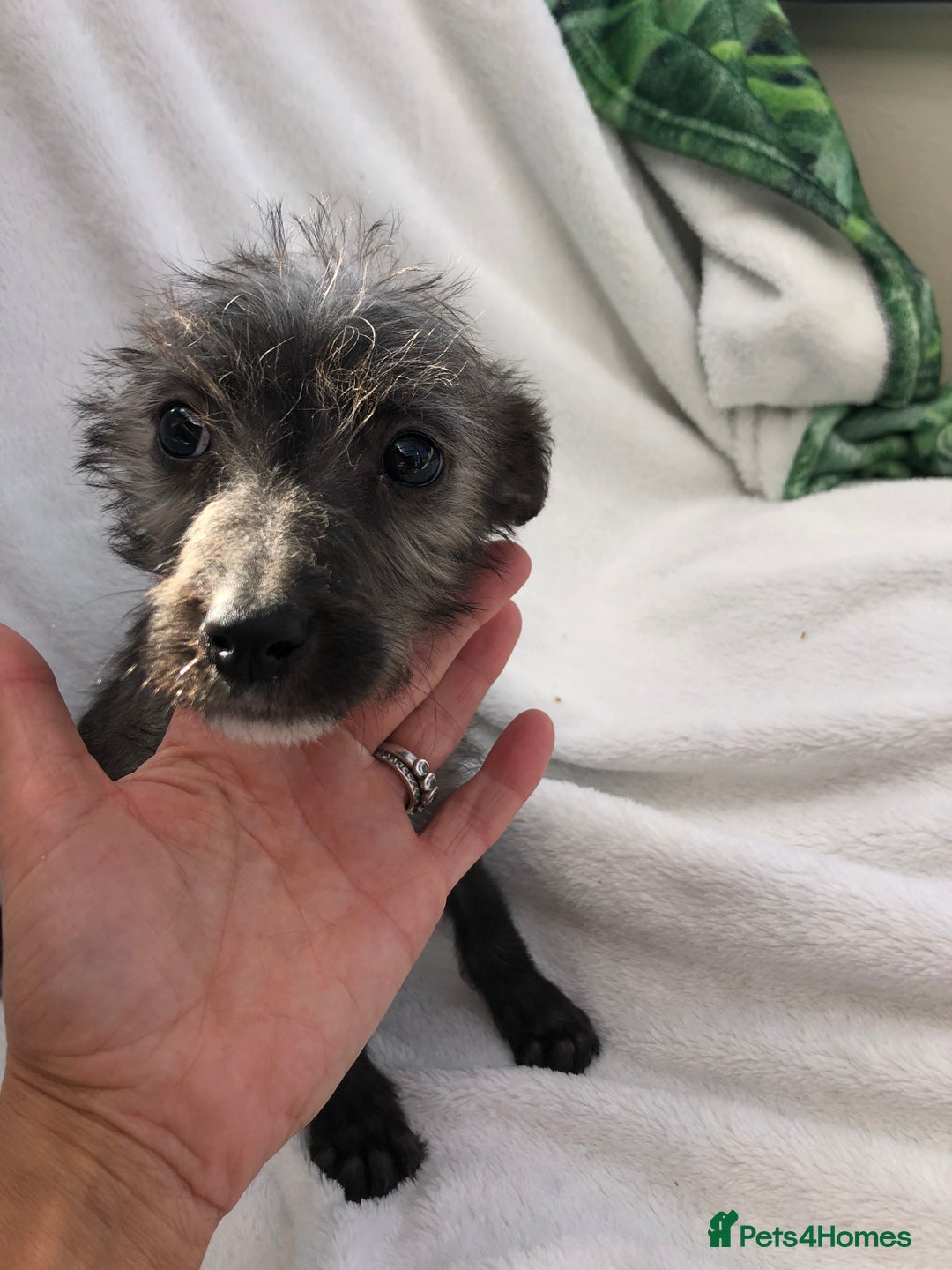 Mixed Breed dogs for sale: Bedlington terrier pups X poodle  - Image 6