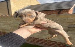 Miniature Dachshund dogs for sale: READY NOW Miniature Daschund puppies  - Image 8