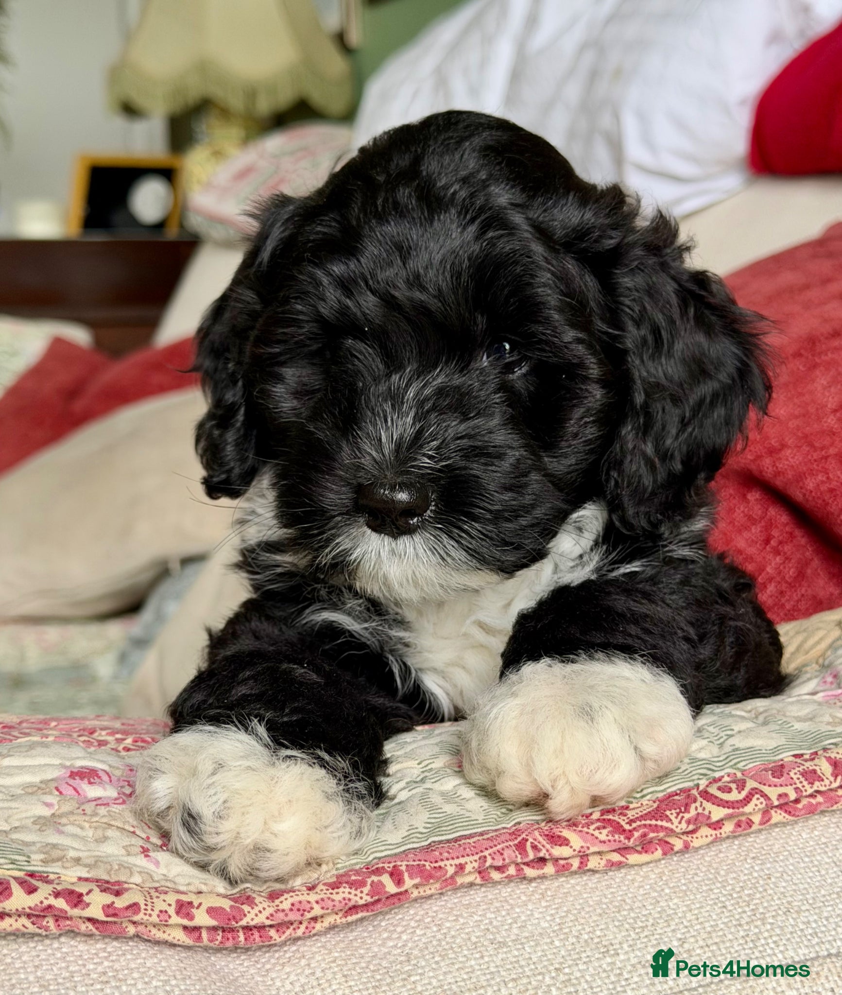 Australian Labradoodle dogs Health Tested Multigen Australian Double Doodles - Advert 1