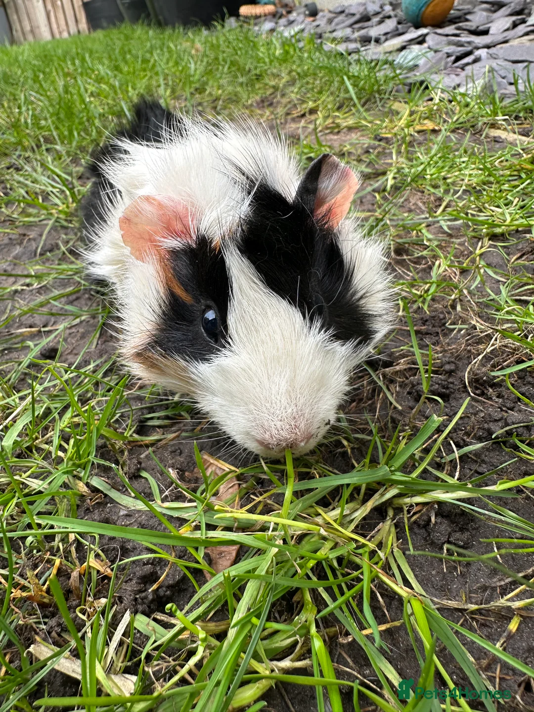 Guinea Pig rodents for sale: Male Guinea Pigs For Sale  - Advert 2