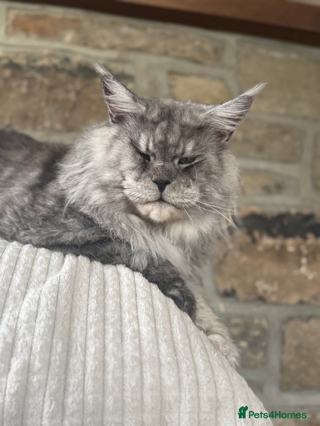 Maine Coon cats for stud: Three HANDSOME Maine Coon Studs! - Advert 6