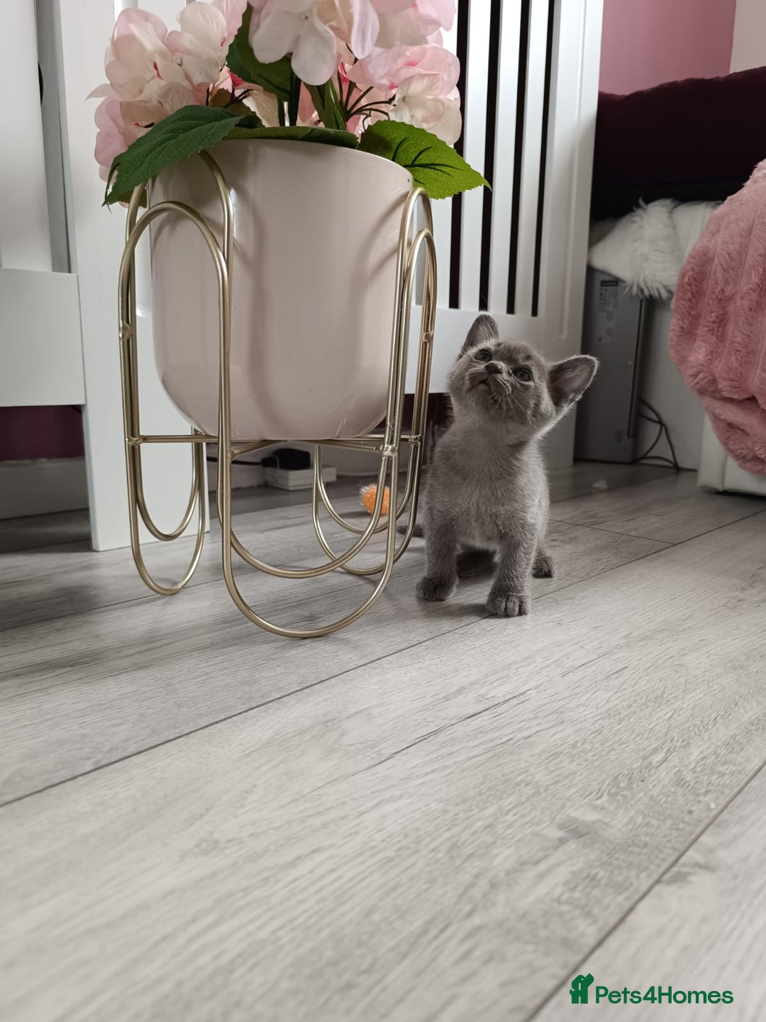 Burmese cats for sale: Burmese kitten 2 boys  - Image 4