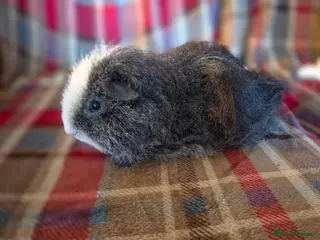 Guinea Pig rodents Sonic - Advert 16