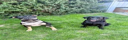 Presa Canario dogs for sale: Nyla 1 year old - Advert 4