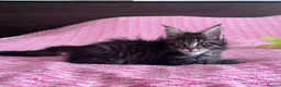 Maine Coon cats for sale: Maine coon active females  - Advert 6