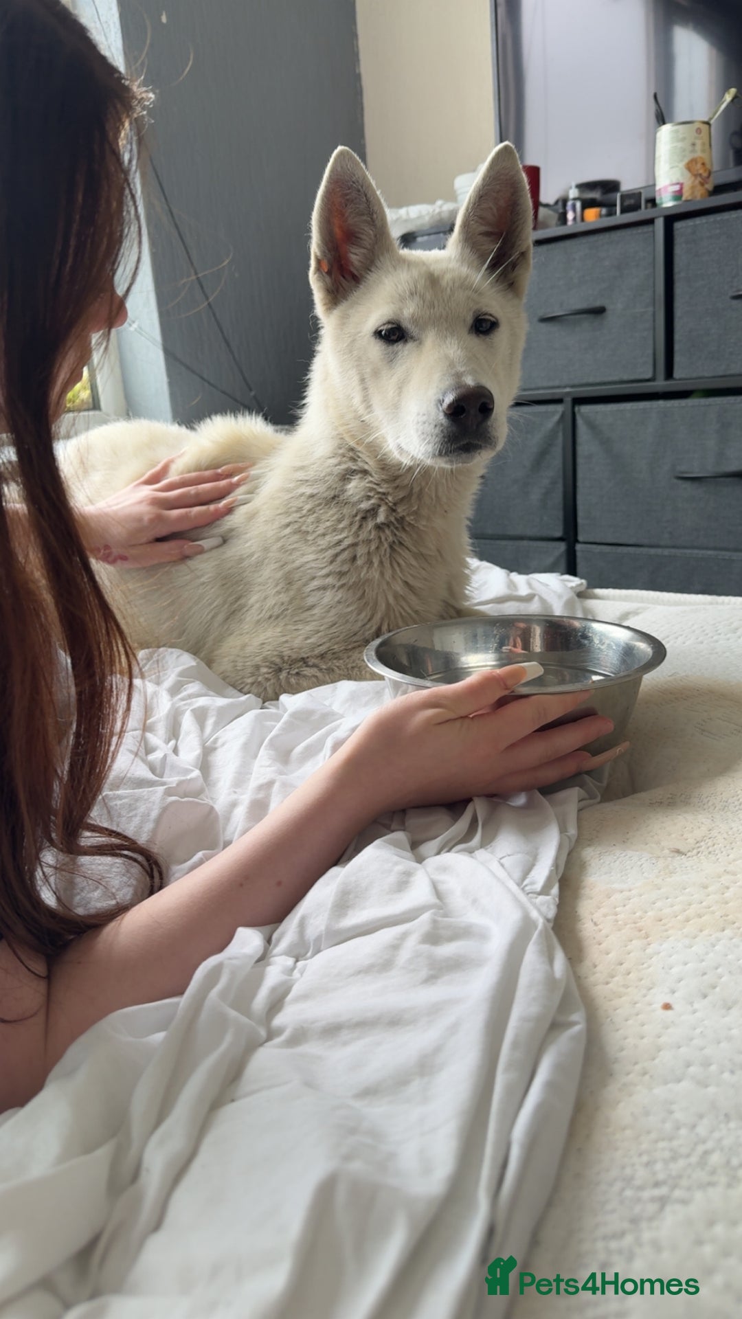 Mixed Breed dogs for sale: Luna the pup - Image 4