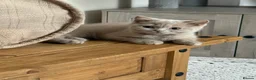 British Shorthair cats for sale: 🐾BEAUTIFUL BSH 2 LEFT READY TO GO🐾   - Advert 14