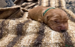 Golden Retriever dogs for sale: Working Golden Retriever puppies - Advert 4