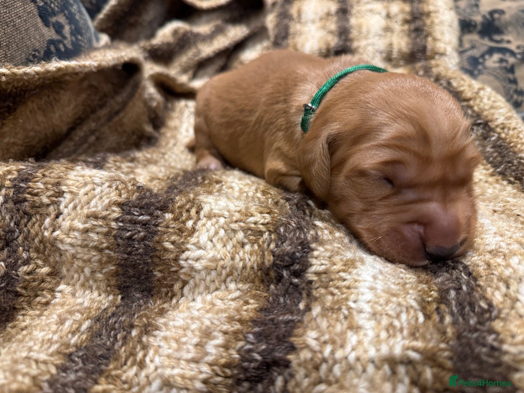 Golden Retriever dogs for sale: Working Golden Retriever puppies - Advert 4