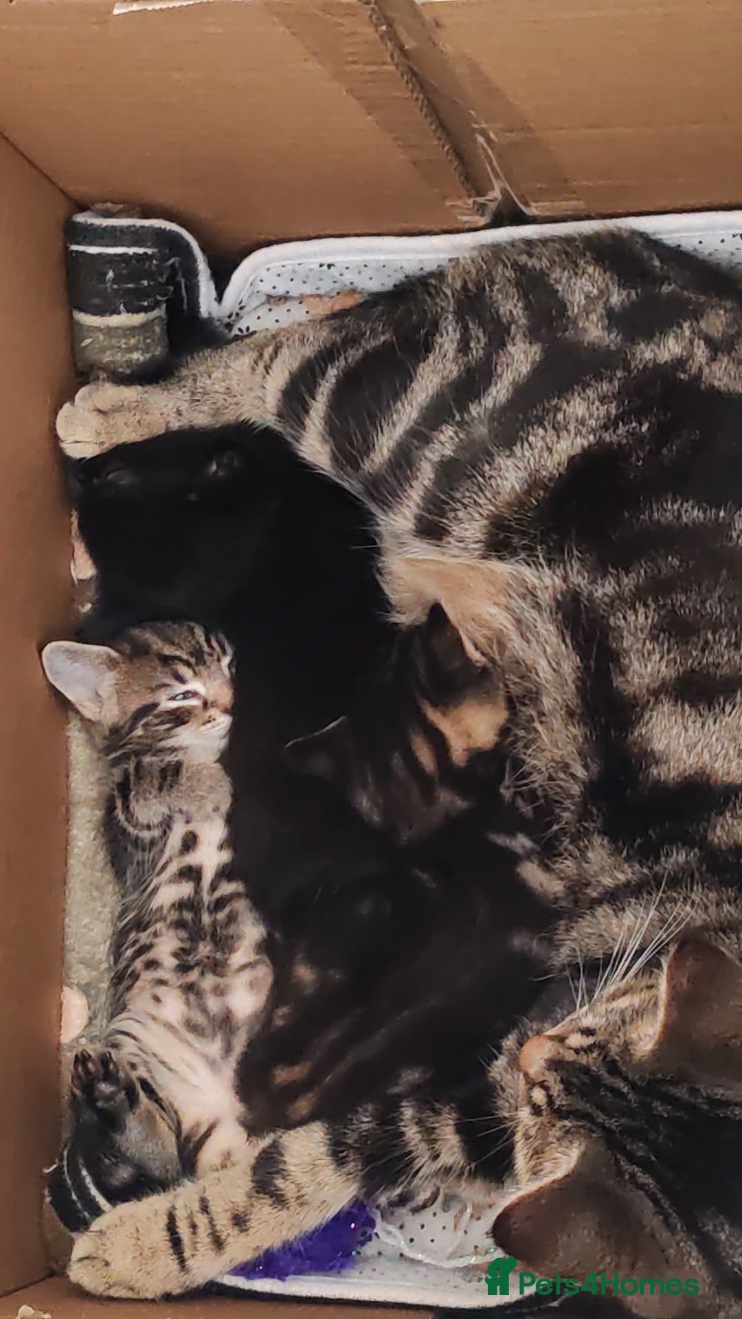 Mixed Breed cats for sale: Ch417dp  - Image 18