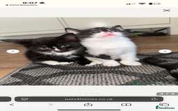 British Shorthair cats for sale: 2 gorgeous black&white kittens - Image 1