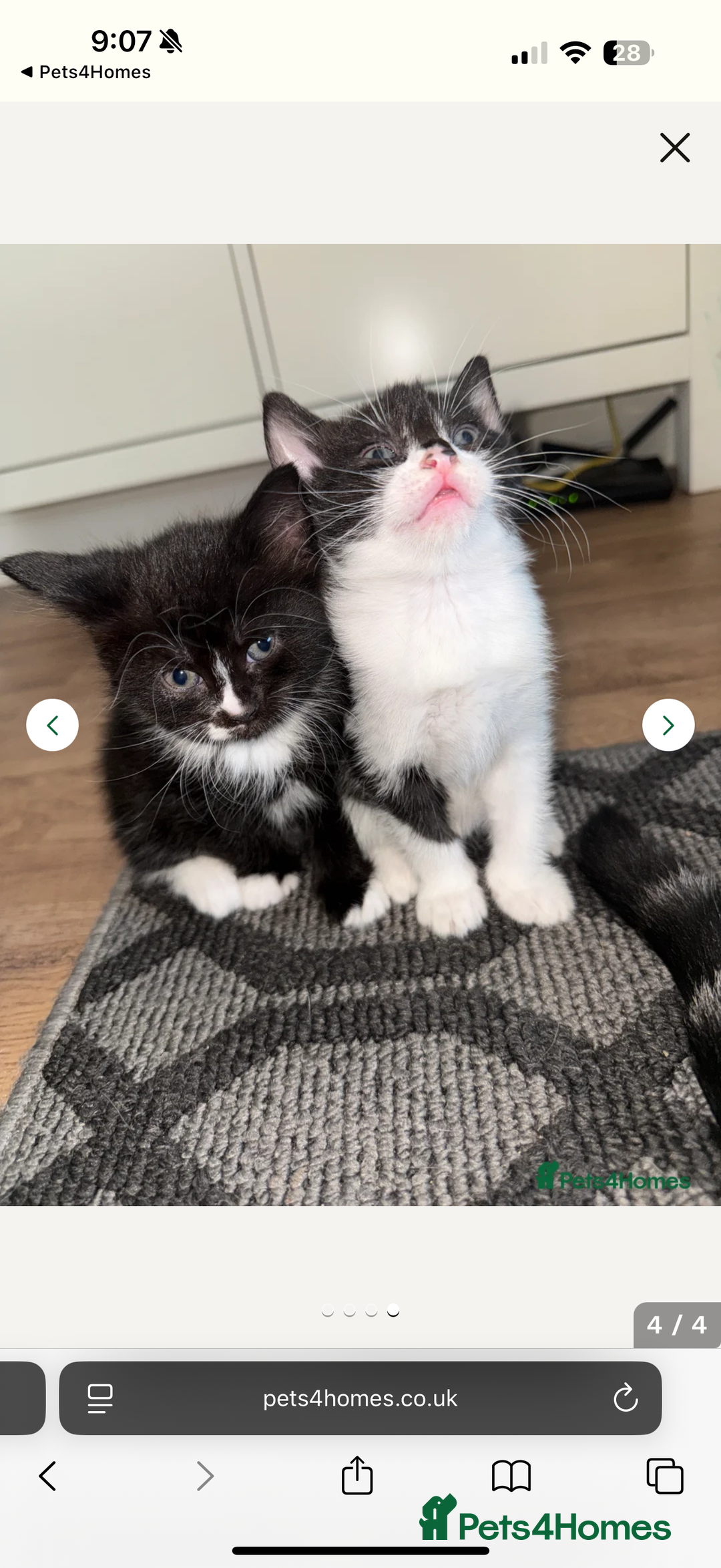British Shorthair cats for sale: 2 gorgeous black&white kittens - Image 1