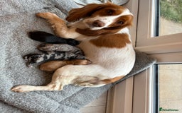 Cockapoo dogs for sale: Cockapoo litter  - Image 14