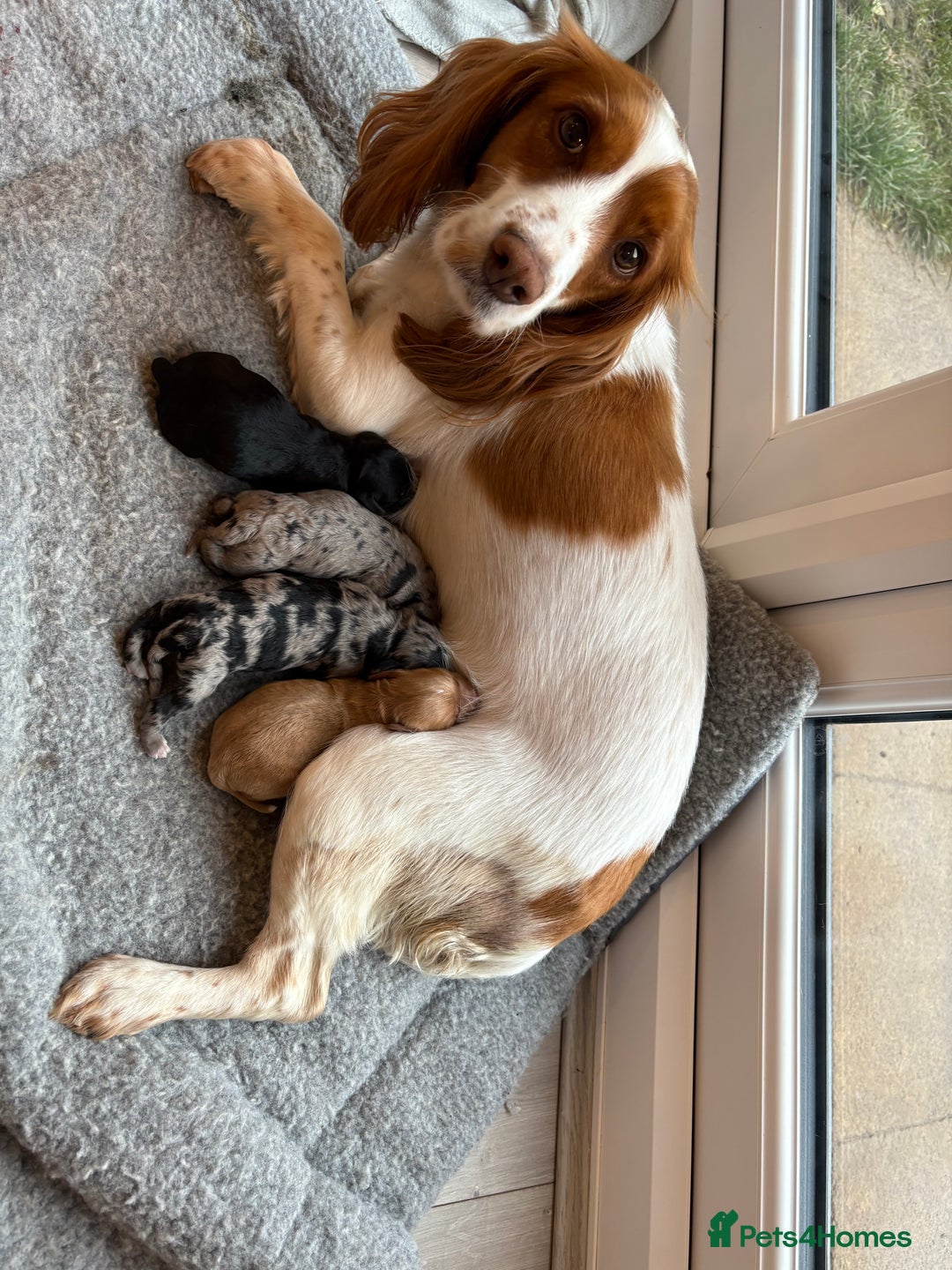 Cockapoo dogs for sale: Cockapoo litter  - Image 14