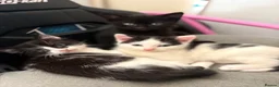 Mixed Breed cats for sale: Boy kittens available  in Maidstone - Advert 2