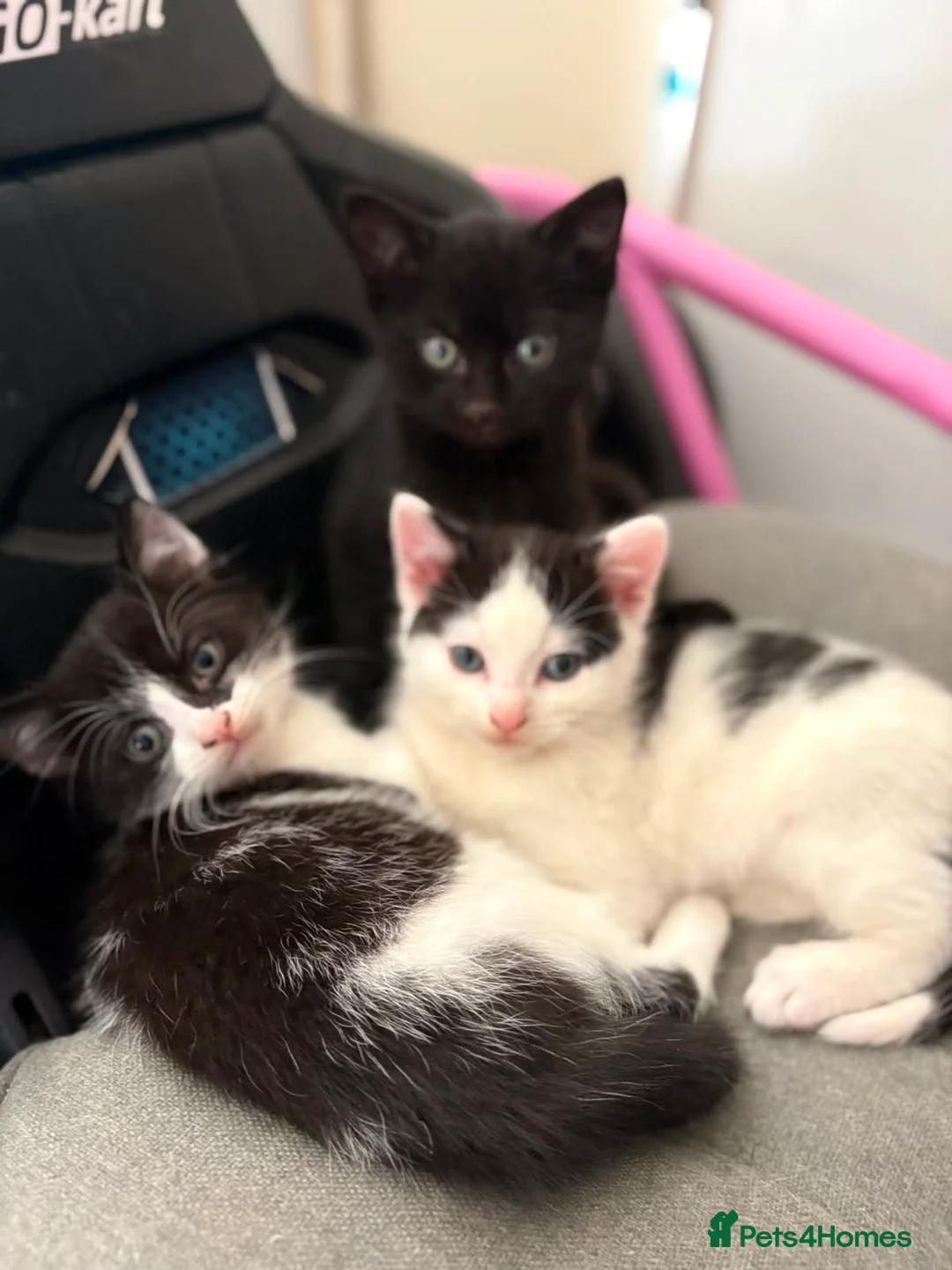 Mixed Breed cats for sale: Boy kittens available  in Maidstone - Advert 2