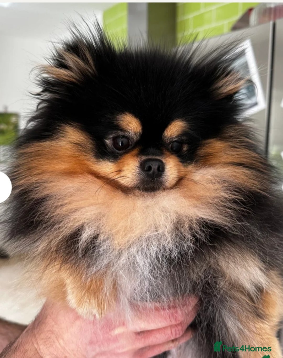 Pomeranian dogs for sale: Tiny beautiful pom girls  - Image 11
