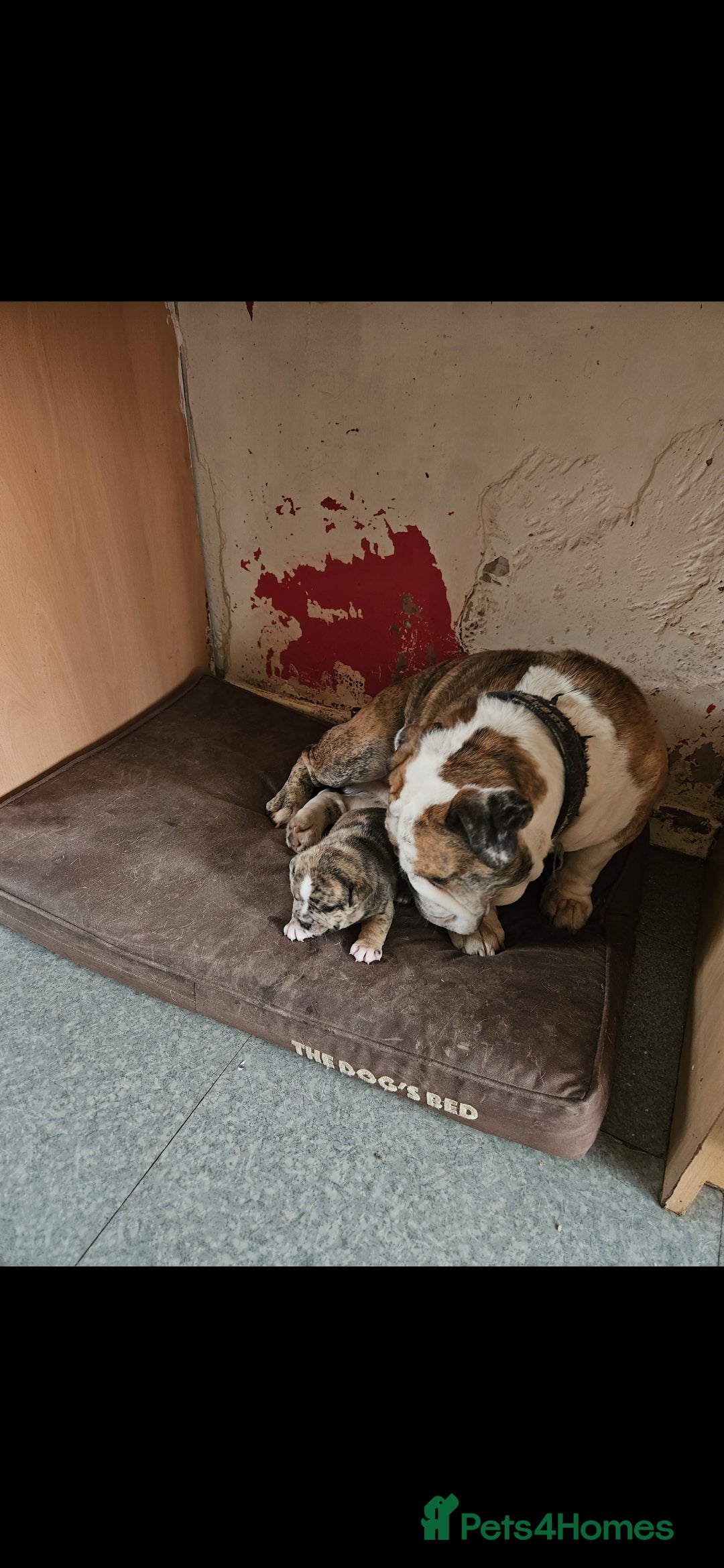 Mixed Breed dogs for sale: Staffy cross bulldog puppy - Image 3