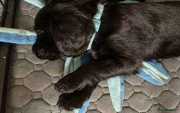 Cocker Spaniel dogs for sale: Working Cocker Spaniel puppies - Image 5