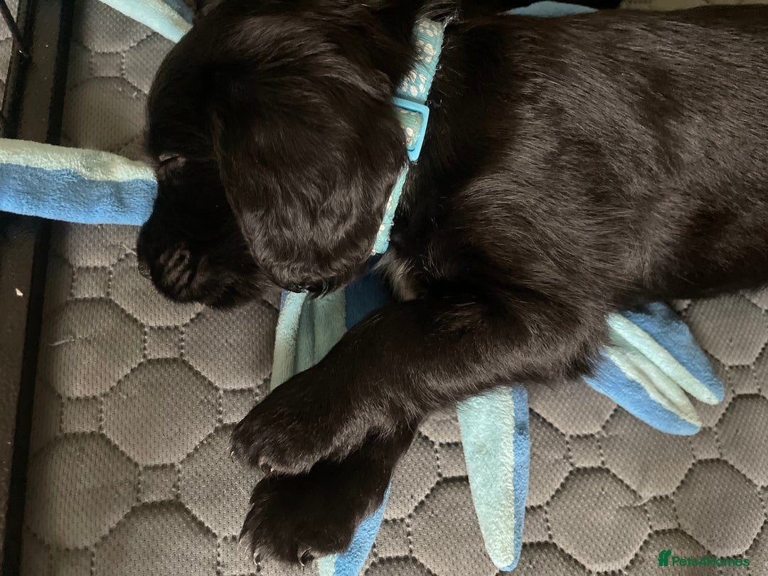 Cocker Spaniel dogs for sale: Working Cocker Spaniel puppies - Image 5
