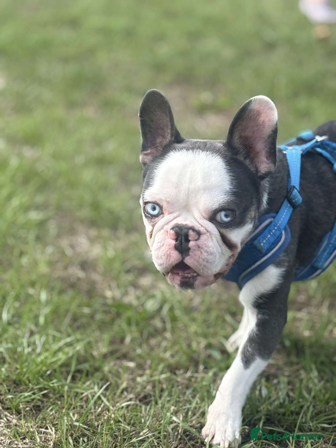 French Bulldog dogs for sale: Miniature french bulldog - Image 2