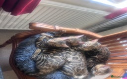 Bengal cats for sale: 2 Beautiful Bengal girls- vet owned  - Image 3