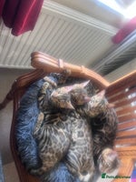 Bengal cats - Advert 4