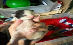 Mixed Breed cats for sale: 3 unusual colored kittens  - Image 8