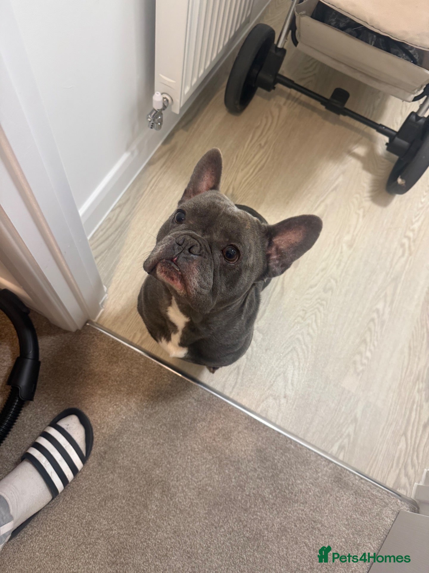French Bulldog dogs French bull dog  - Advert 1