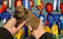 Staffordshire Bull Terrier dogs for sale: A litter of stunning Reds  - Image 3