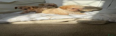 Maltipoo 4