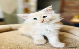 Norwegian Forest Cat cats for sale: Full FIFe pedigree Norwegian Forest Kittens  in Normanton - Image 31