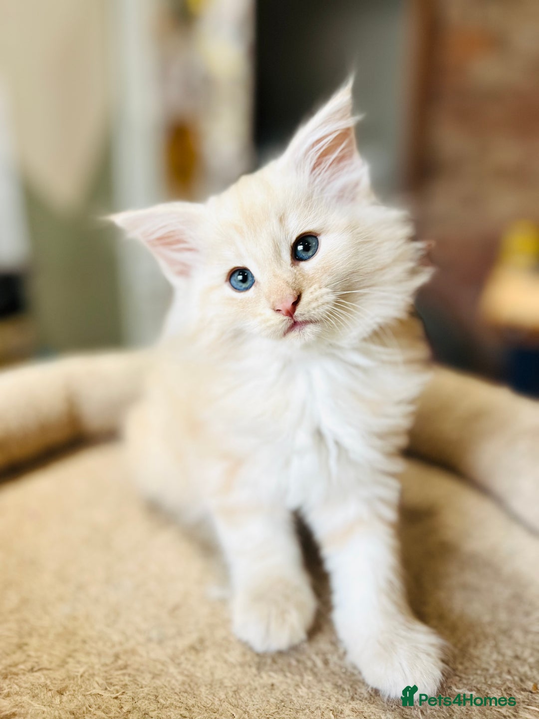 Norwegian Forest Cat cats for sale: Full FIFe pedigree Norwegian Forest Kittens  in Normanton - Image 31