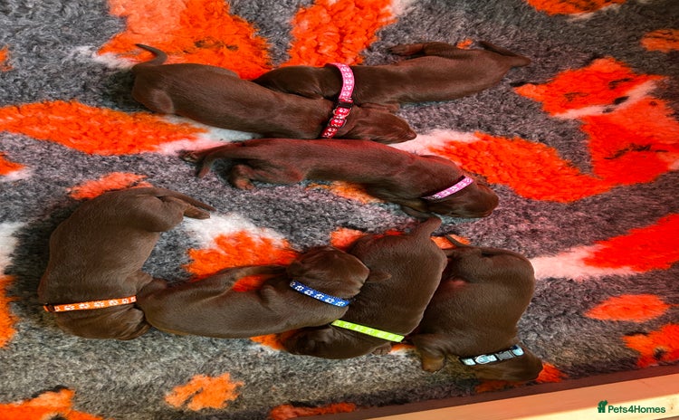 Dobermann dogs - Advert 2