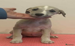 Whippet dogs for sale: Beautiful KC whippet puppies - Image 6