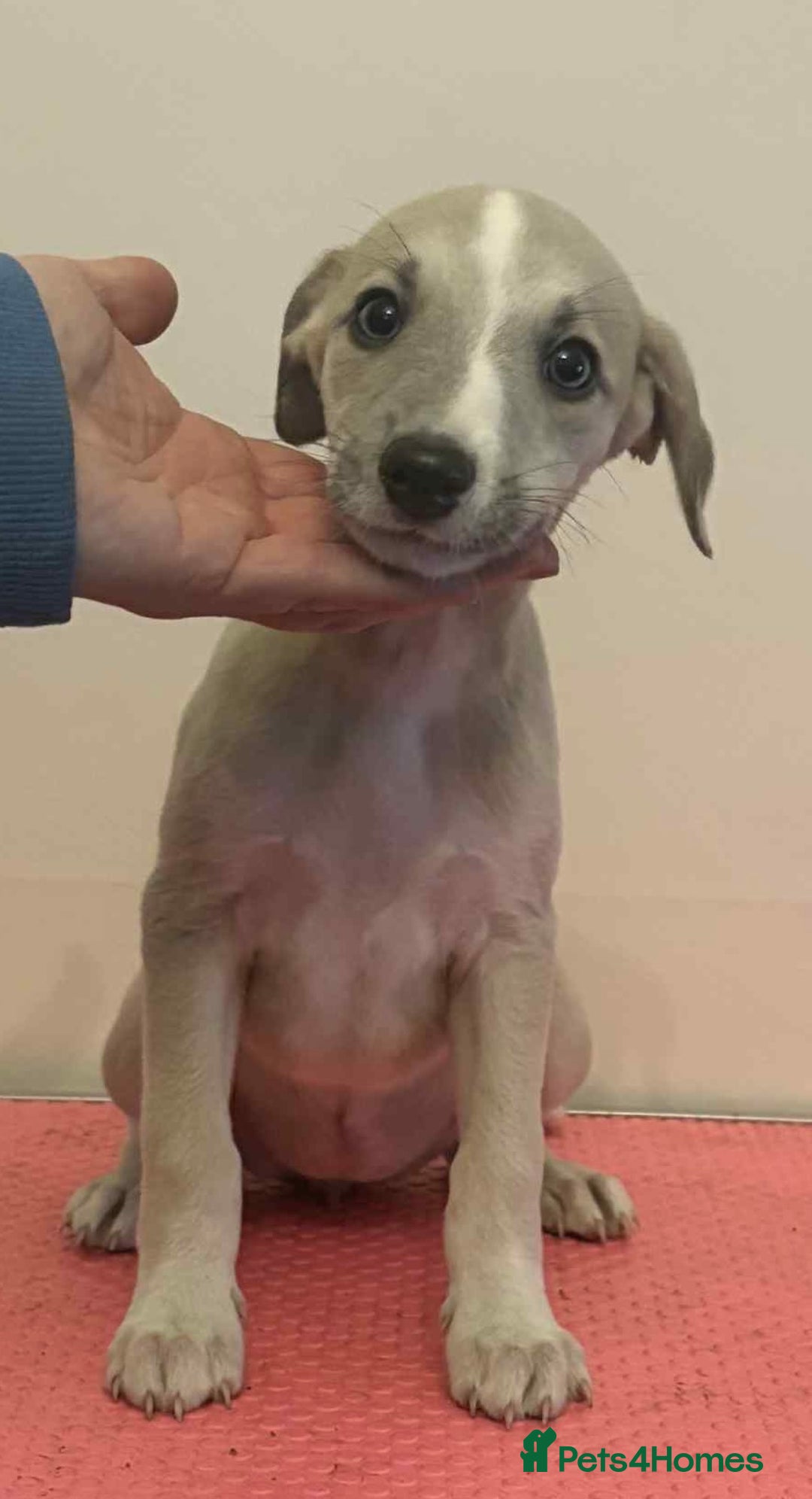 Whippet dogs for sale: Beautiful KC whippet puppies - Image 6