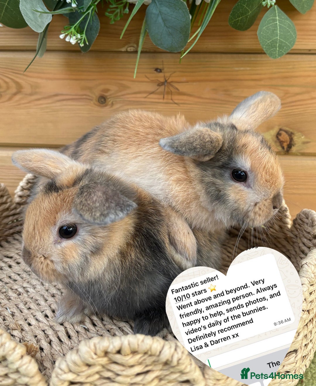 Mini Lop rabbits for sale: Friendly Mini Lops - Image 9