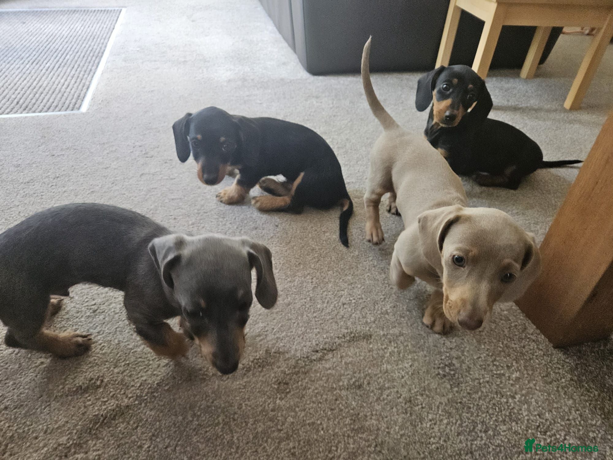 Dachshund dogs Ready Now!! - Miniature Dachshund Puppies - Advert 2